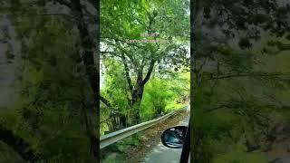 koobsurat nazare#shorts #youtubeshorts #shortsfeed #kanhanationalpark #tiger