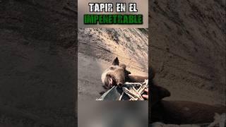 El TAPIR DEL IMPENETRABLE enfrente mio