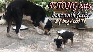 E TONG eats bone with father episode 362| By Dog Food TV