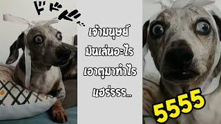 คลิปฮาๆ ที่ต้องเซฟเก็บไว้ดู เห็นหน้าน้องแล้วสงสาร... #รวมคลิปฮาพากย์ไทย