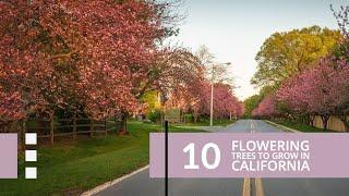 10 Flowering trees to grow in California #floweringtreescalifornia