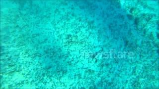 Barracuda steals parrotfish from spear fisher