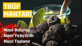 Trüf Mantarı Nasıl Bulunur, Nasıl Yetiştirilir, Nasıl Toplanır