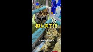 好消息：碰到棕虎妹妹了 坏消息：绝育了……#万物可爱计划