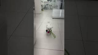 강아지의 달콤한 꿈 sweet puppy