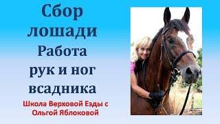 СБОР ЛОШАДИ***РАБОТА РУК И НОГ ВСАДНИКА