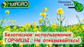 АЗБУКА СИДЕРАТОВ. Ч.1. Горчица - идеально перед и после картофеля. Оздоровление почвы без перекопки.