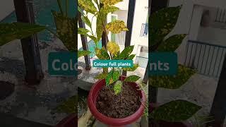 Colour full beautiful plants, #nature #garden #jiya garden #plants #shorts