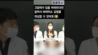 고양이가 입을 아파하나요? | 동물의사 Animal Doctor