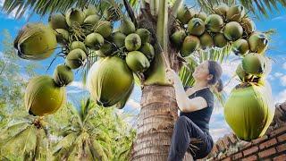 Harvesting coconut fruits Goes to market sell | Daily countryside life | Ly Thi Hong