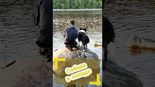 Поход с собакой