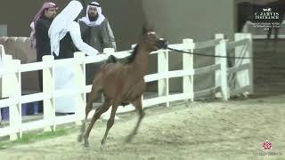 N 81 MOSHAHAR AL ALIYAT   ERAB Arabian Horse International Show 2024   Colt Foals Class 2B