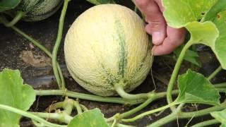 How to Tell When Your French Charentais-type Melons Are Ready for Harvest