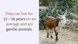14 Interesting Facts You May Not Know About Zebu
