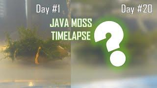 HOW FAST DOES JAVA MOSS GROW? time lapse/care guide