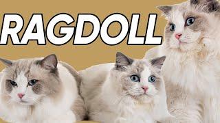 Feline 411: Ragdoll Cats