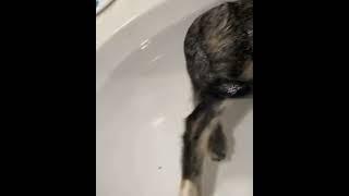 #funny #cats, #short videos, #cat #diver