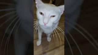 Капризная кошка