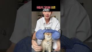 해탈의 경지에 오른 고양이 #동물 #고양이