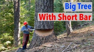 How I Cut Down Big Trees w Short Bar Double Cut