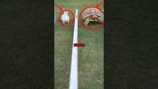 TURTLE VS HARE! #race #cute #animals #animalstories #fun