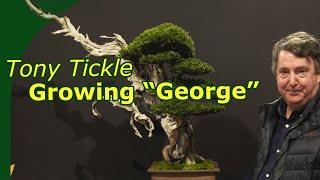 Collecting and developing a Taxus called George (by Tony Tickle)