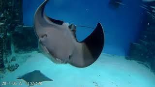 Москвариум - Центр океанографии и морской биологии ( часть 1 )Moskvarium-Center  marine biology