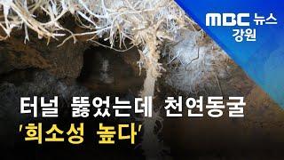 2021. 8. 10 [원주MBC] 터널 뚫었는데 천연동굴 '희소성 높다'