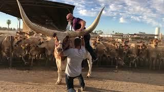 Riding Longstreet - A Watusi Bull on Rovey Dairy