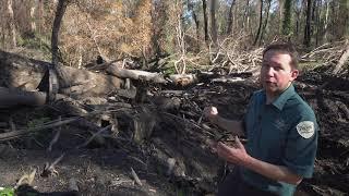 Bushfire recovery in East Gippsland