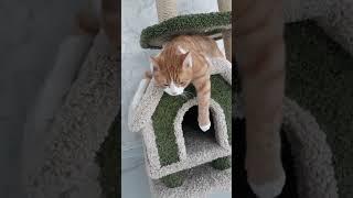 #милота #смешные #рыжий #длявас #котик #гриша