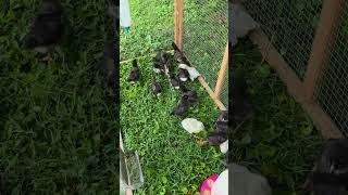 first time on grass! the chicks love it. lavender orpingtons and black copper marans. #peaceful