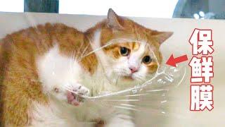 都是保鲜膜挑战，为什么我的猫却不一样？！｜花花与三猫 Cat Live