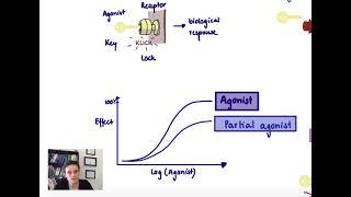 Brandl's Basics: Agonists and antagonists and their dose response curves