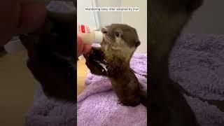 Wandering baby otter adopted by man #otter #babyotter #short