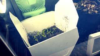 Turn Takeout Boxes into Seed Starters  DIY Hack