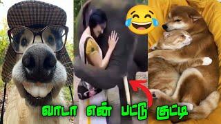 தண்ணி இல்லாம தத்தளிக்குது‍⬛#viral #trending #funnyanimalmindvoice