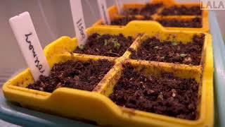 Fall Indoor Seedlings Update Hardening Off in "Windowsill"  #backyardgarden #fallgarden