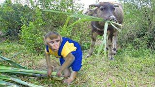 Watch Monkey MiMi Herd Buffalo Like a Little Farmer!