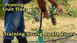 Pruning Fruit Trees | Training Young Apple Trees | Correcting unpruned apple trees