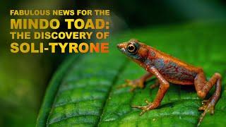 Hope for the Mindo Harlequin Toad: the finding of Soli-Tyrone