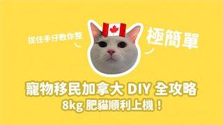 Pet Immigration to Canada  Flying with 8kg Overweight Cat! Just 3 Things to Prepare for Departure!