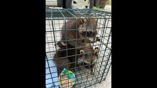 Who To Call For Raccoon Removal Grandville MI  ?? 5 Star Review