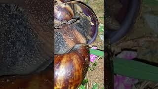 Snail Expert Shares Top Tips to Grow Your Baby Snail FAST! 1