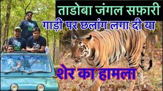 ताडोबा जंगल सफ़ारी़| Tadoba Andhari Tiger Reserve | Moharli Gate - Tadoba National park​⁠​