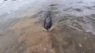 This Rare Video Captures The Terrifying Moment A Rabid Beaver Attacks Me In The River!