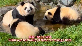 蕊蕊一家三口泡澡Ruirui and her family of three are taking a bath