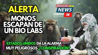 NOTICIAS | MONOS ESCAPAN DE UN LABORATORIO DE ESTADOS UNIDOS | AUTORIDADES DECLARAN LA ALERTA