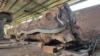 Rain tree monster shocks Australians ‼ world class trembesi wood sawmill