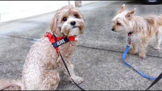 My Dog and Baby Reacts to a Visiting Dog